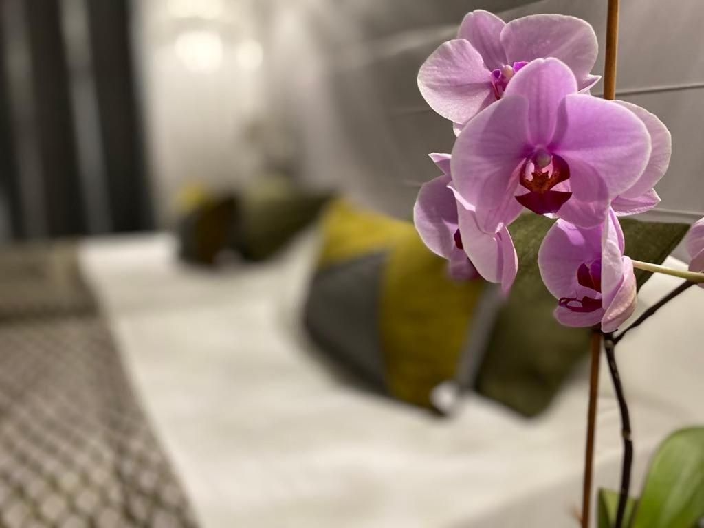 Hotel Brit Acacias Arles